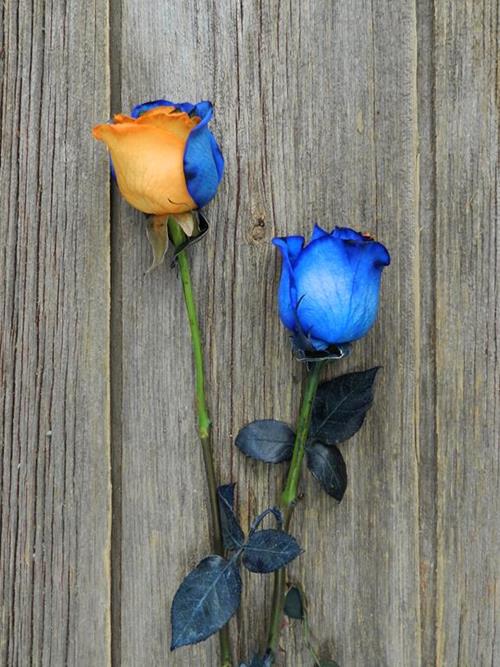 BLUE & ORANGE  TINTED ROSE